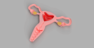 innere weibliche Geschlechtsorgane – female reproductive organs