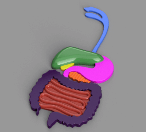 Verdauungssystem – Digestive system